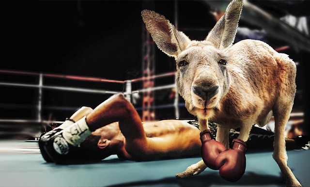 sports business academy FAQ guidance boxing ecommerce store setup